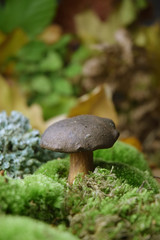 forest mushroom boletus bio organic