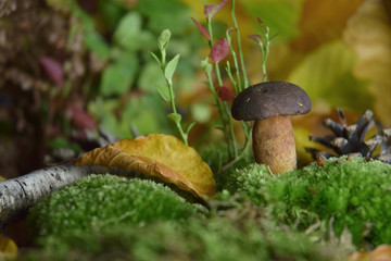forest mushroom boletus bio organic