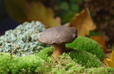 forest mushroom boletus bio organic