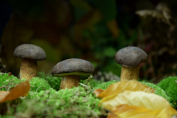 forest mushroom boletus bio organic