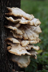 Baumpilz