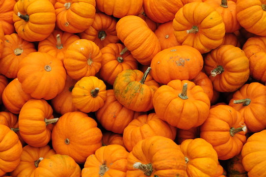 Zucca Bilder Durchsuchen 9,483 Archivfotos, und Videos