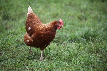 Hühner
