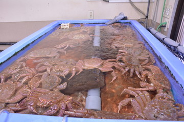おいしそうな蟹たち