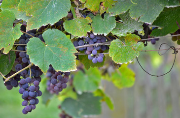 Close-up photo of purple grapes hanging from the vine, surrounded by green leaves, with blurry background