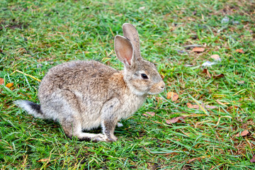 Naklejka na ściany i meble A light brown rabbit eats grass. A rabbit is sitting on the green grass. Rabbit among the grass on a summer day.