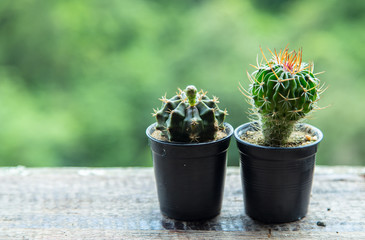 cactus on wood table with blur background