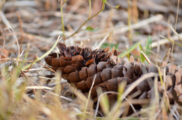 Close-up macro-shot of lone pine cone on whilted grass, on the forest floor during fall season.