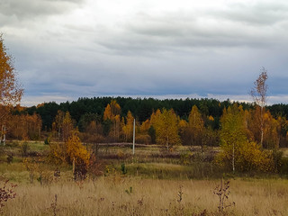 Autumn forest. Birch trees with yellow leaves, green pine trees and wilting grass.