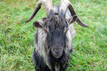 Head of a goat of black breed on a background of green grass. Front view of the goat's face close-up.