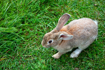 A light brown rabbit eats grass. A rabbit is sitting on the green grass. Rabbit among the grass on a summer day.