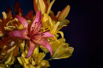 Close up of Lily flower on the dark background.