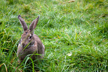 A light brown rabbit eats grass. A rabbit is sitting on the green grass. Rabbit among the grass on a summer day.