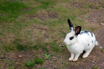 A white with black spots rabbit lies on the grass. A rabbit is sitting in the green grass. Lone rabbit among the grass on a summer day. Top view on a black and white rabbit.