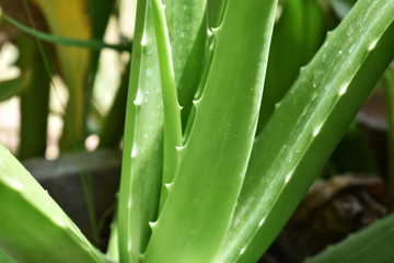 Fototapeta premium krople wody rosy na trawie