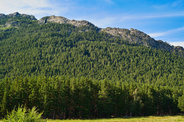 Mountains, nature in summer in the forest - Burabay, Northern Kazakhstan