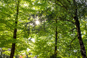 Obraz premium Bosque