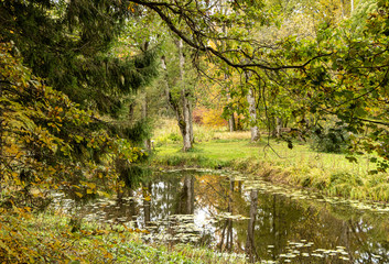 Fototapeta premium Autumn scene with litttle pond surrounded by green trees and branches in Latvia