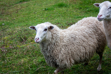 Two sheep in a green meadow in the afternoon