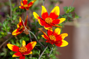flowers in the garden