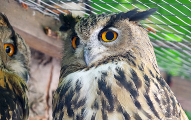 Vintage photo of owl