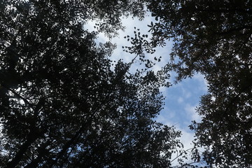 The angel wings on the sky