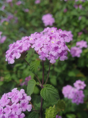 Obraz premium Close up of pink Lantana camara flowers