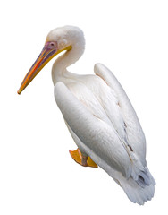 the big beautiful Pelican on white