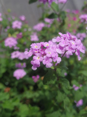 Close up of pink Lantana camara flowers