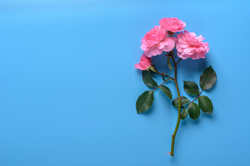Pink rose on the multicolour background. Flat view