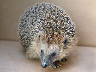 front view of european common hedgehog in cardboard