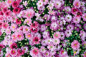 Obraz na płótnie Canvas Pink chrysanthemum flowers. Lush flowering. Floral background