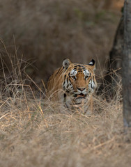 Rayakassa Male Tiger  at Pench National Park,Madhya Pradesh,India,Asia
