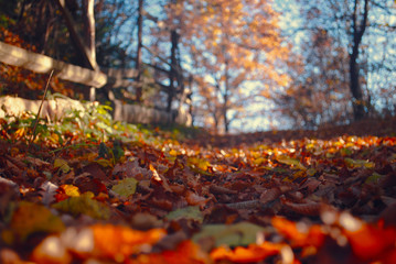 Autumn