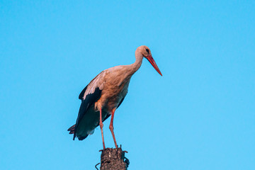Stork on the pylon