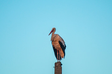 Stork on the pylon