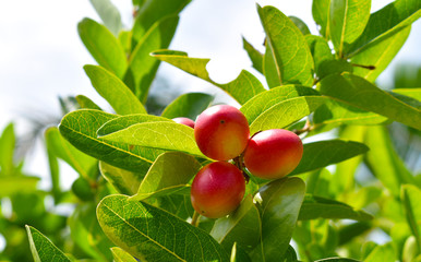 Miracle fruit tree is a herbal fruit.