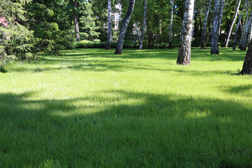 A green meadow in a park, ideal place