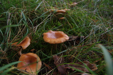 Pilze auf Wiese