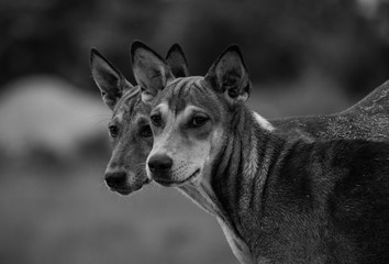 portrait of a dog