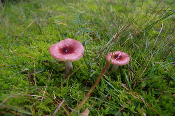 Pinkfarbene Pilze