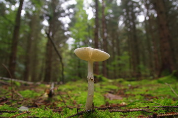 Pilz im Fichtenwald