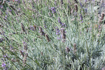 Vespa arriva sulla lavanda
