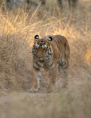 Rayakassa Male Tiger  at Pench National Park,Madhya Pradesh,India,Asia