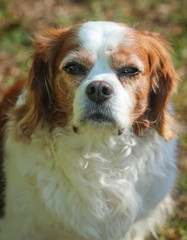 Portrait of a King Charles Spaniel 