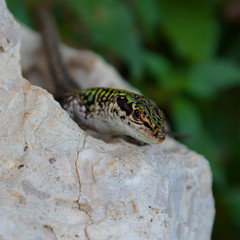 Portrait of small lizard on the stone.