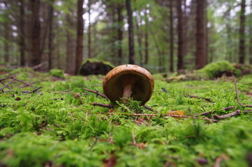 Schiefer Pilz im Wald