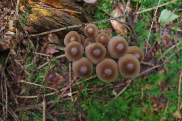 Gruppe Pilze von oben