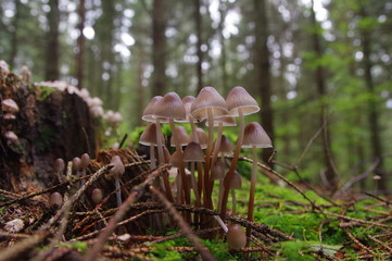 Gruppe Stubbenpilze im Wald