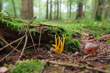 Pilz Klebriger Hörnling